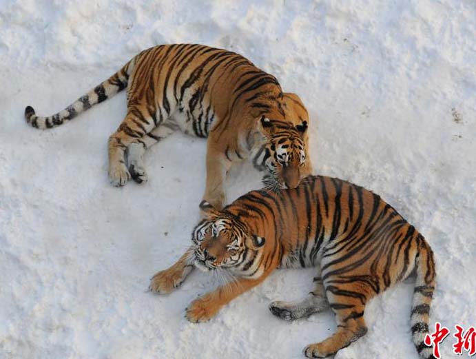 استمتاع الحيوانات الشرسة بالثلوج الكثيفة فى شمال شرقي الصين