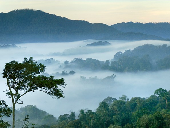 حديقة نيونغوي الوطنية للغابات(Nyungwe Forest National Park)،رواندا