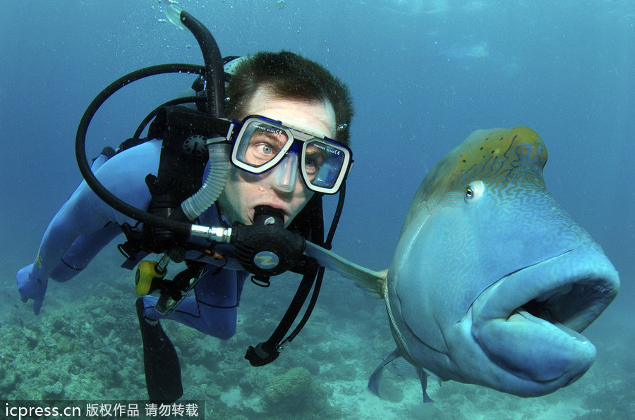 الصور المضحكة لإنسان وسمك 