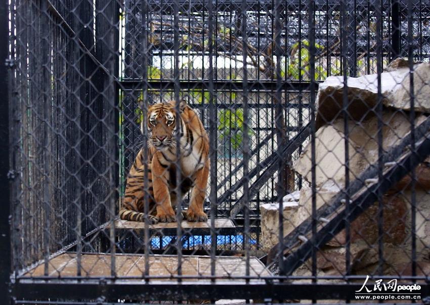 وفاة مربي متأثرا بعضة نمر في حديقة الحيوانات بشانغهاي 