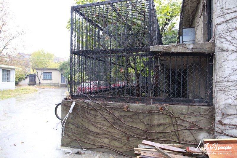 وفاة مربي بعضّه نمر في حديقة الحيوانات بشانغهاي  (5)