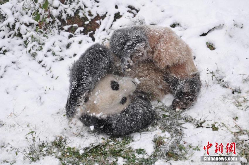 حيوان الباندا يمرح في الثلوج بكونمينغ                     & (2)