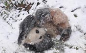 حيوان الباندا يمرح في الثلوج بكونمينغ 