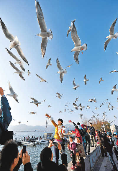 39 ألف طائر نورس أسود الرأس يقضون الشتاء في مدينة كونمينغ                     (5)