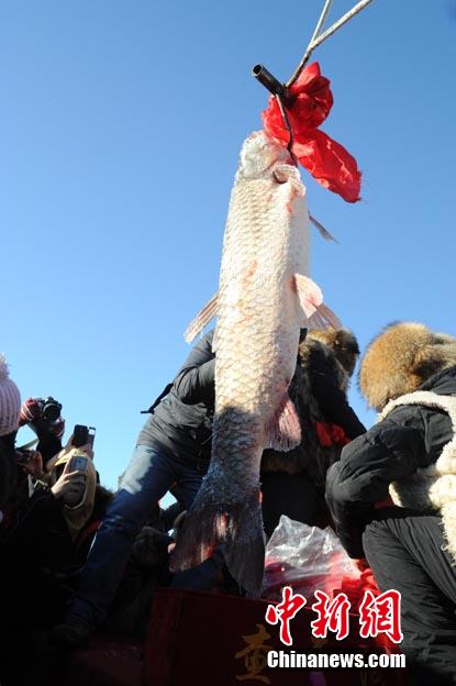 إنطلاق صيد السمك الشتوية ببحيرة تشاقان وبيع أول سمكة ب288.888 ألف يوان 