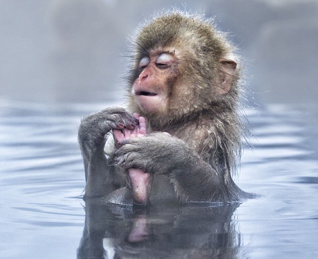 صور ظريفة:استمتاع القرود بالعيون الساخنة فى اليابان 