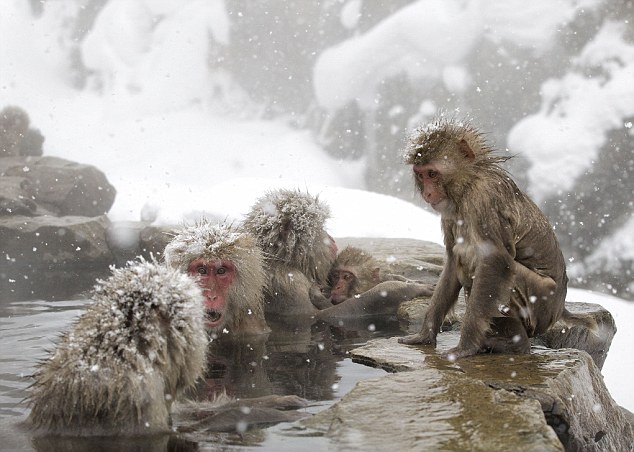 صور ظريفة:استمتاع القرود بالعيون الساخنة فى اليابان  (2)