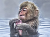 استمتاع القرود بالعيون الساخنة فى اليابان 