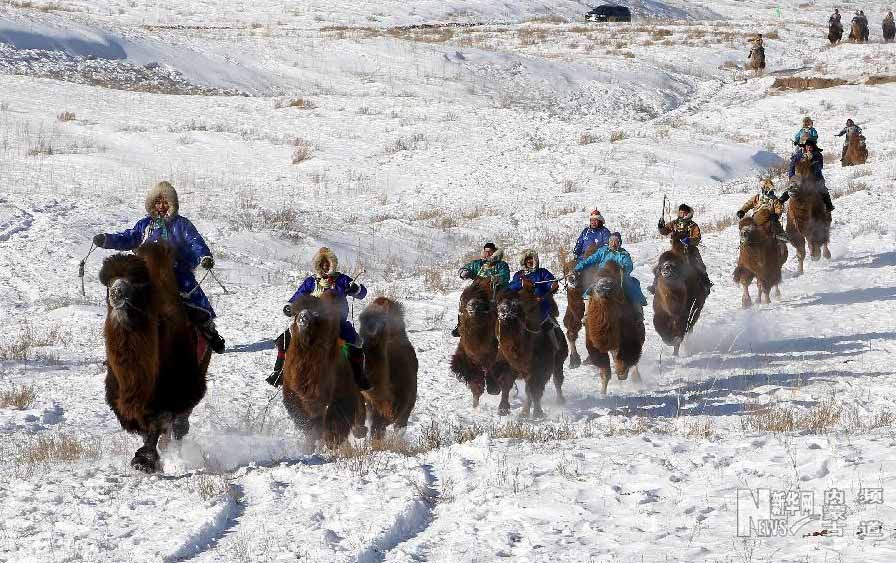 مهرجان الإبل يقام في منغوليا الداخلية 