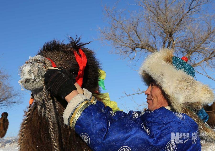 مهرجان الإبل يقام في منغوليا الداخلية  (3)