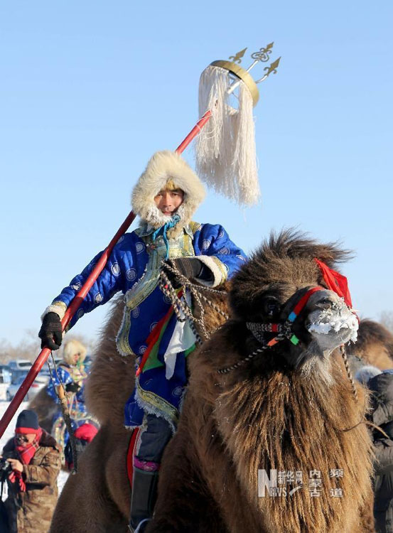 مهرجان الإبل يقام في منغوليا الداخلية  (2)