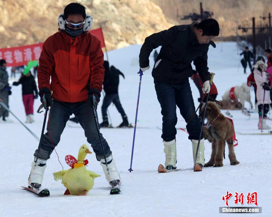 تنظيم سباق التزلج الظريف للحيوانات الأليفة وأصحابها فى مقاطعة خنان