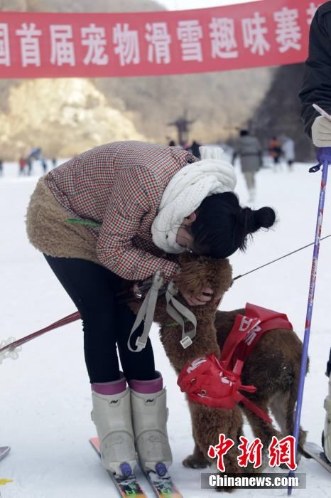 تنظيم سباق التزلج الظريف للحيوانات الأليفة وأصحابها فى مقاطعة خنان (11)