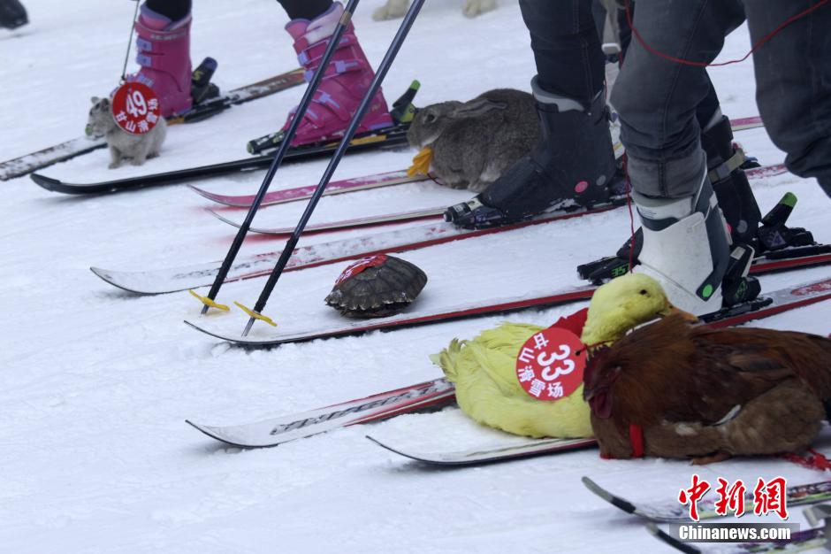 تنظيم سباق التزلج الظريف للحيوانات الأليفة وأصحابها فى مقاطعة خنان (4)