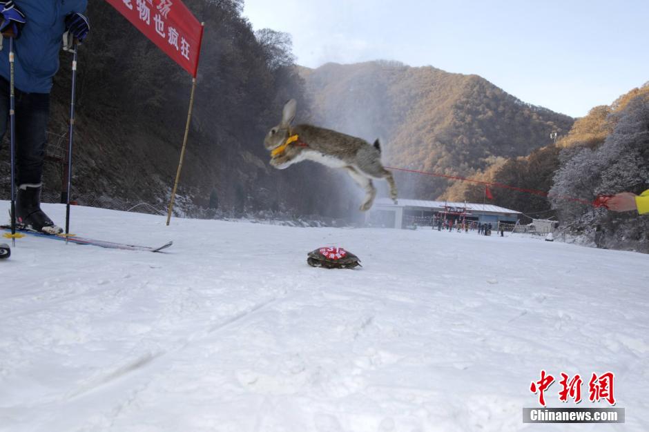 تنظيم سباق التزلج الظريف للحيوانات الأليفة وأصحابها فى مقاطعة خنان (3)