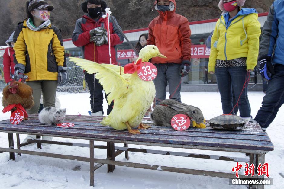 تنظيم سباق التزلج الظريف للحيوانات الأليفة وأصحابها فى مقاطعة خنان (2)