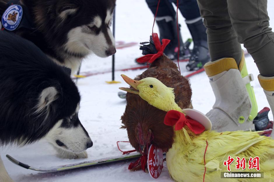 تنظيم سباق التزلج الظريف للحيوانات الأليفة وأصحابها فى مقاطعة خنان (6)