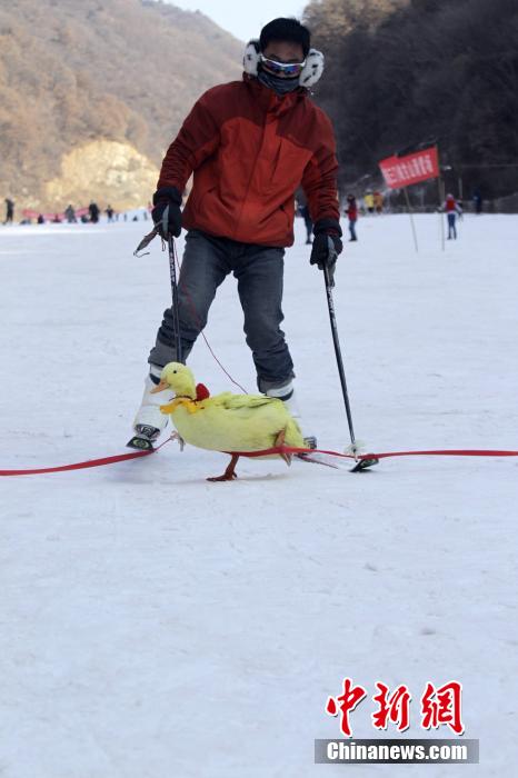 تنظيم سباق التزلج الظريف للحيوانات الأليفة وأصحابها فى مقاطعة خنان (12)