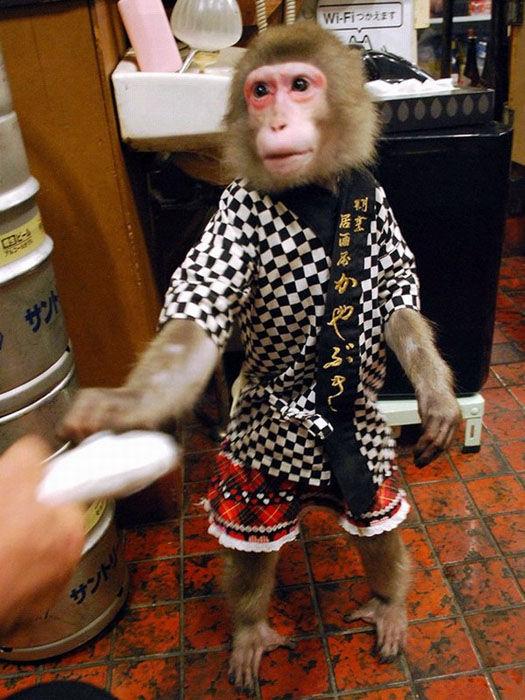 القرد المعجز...نادل في حانة يابانية 