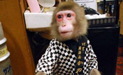 القرد المعجز...نادل في حانة يابانية 