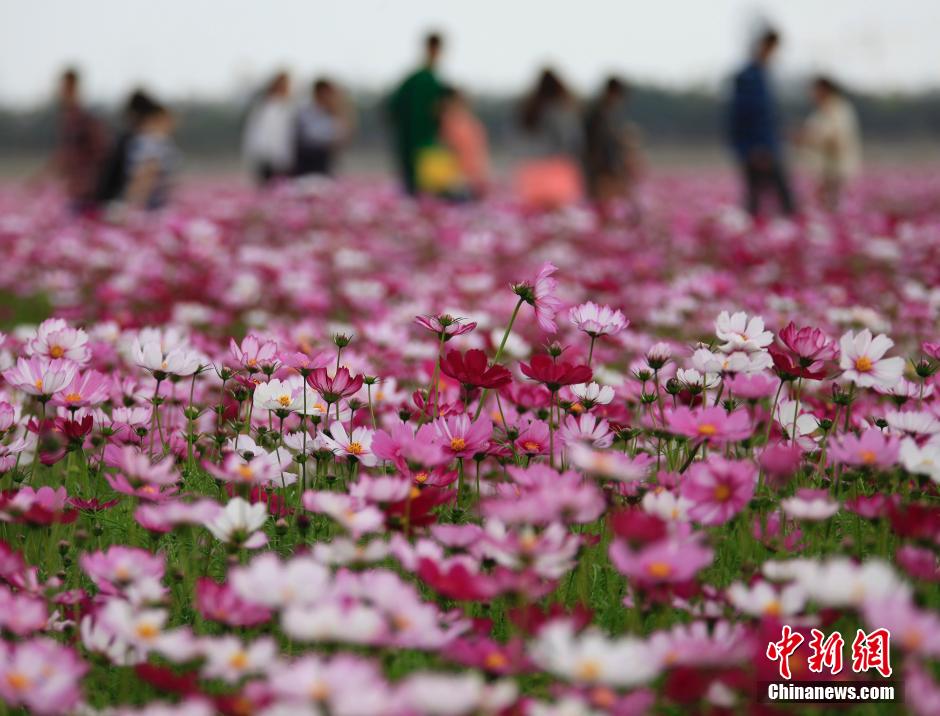 "بحر الزهور" لاستقبال عيد الربيع الصيني في مدينة سانيا  (4)