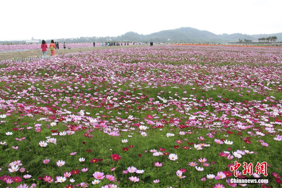 "بحر الزهور" لاستقبال عيد الربيع الصيني في مدينة سانيا  (3)