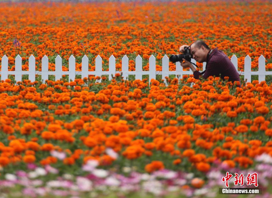 "بحر الزهور" لاستقبال عيد الربيع الصيني في مدينة سانيا  (2)