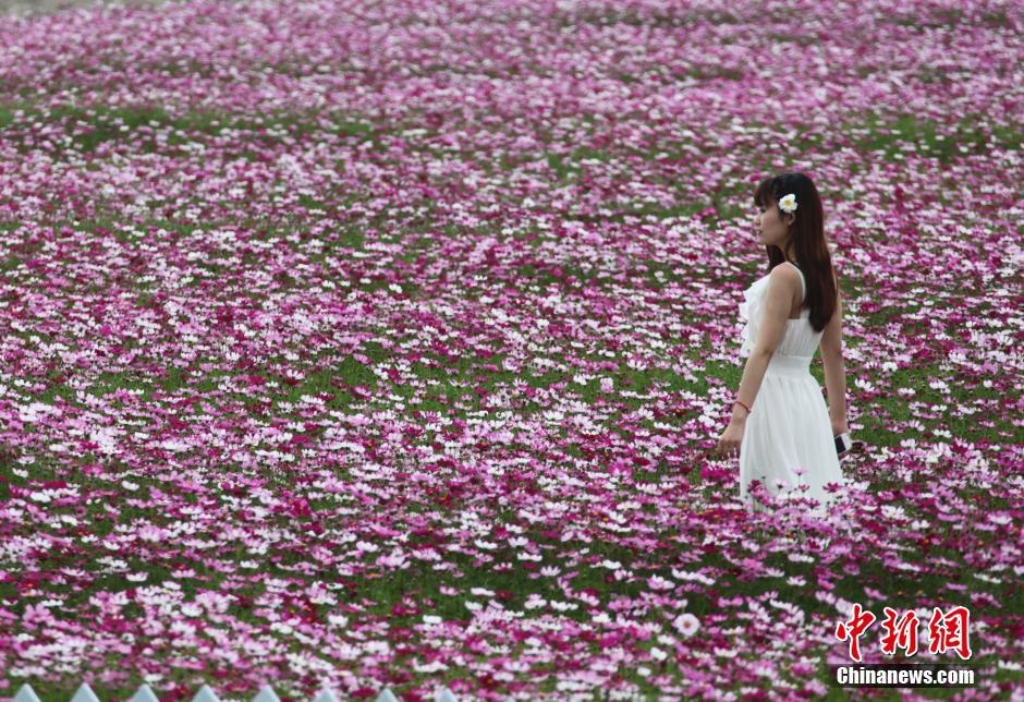"بحر الزهور" لاستقبال عيد الربيع الصيني في مدينة سانيا 