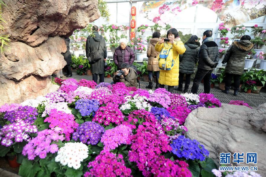 النشاطات المختلفة لقضاء عطلة عيد الربيع الصيني (9)