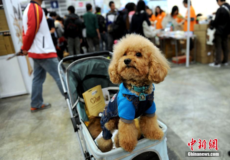 افتتاح مهرجان الحيوانات الأليفة لعام 2014 في هونغ كونغ (3)