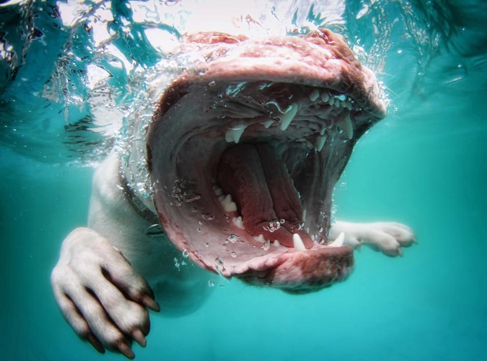 صور عالية الدقة:تعابير الوجه الظريفة للكلاب تحت الماء (7)