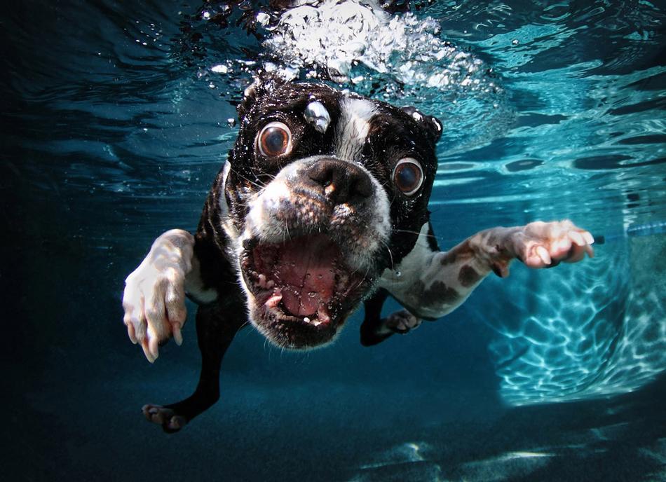 صور عالية الدقة:تعابير الوجه الظريفة للكلاب تحت الماء