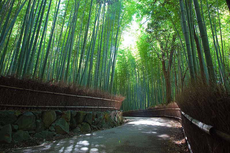 غابات الخيزران Sagano، اليابان