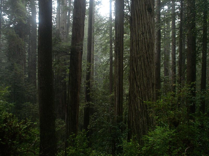 غابات الخشب الأحمر، كاليفورنيا، الولايات المتحدة