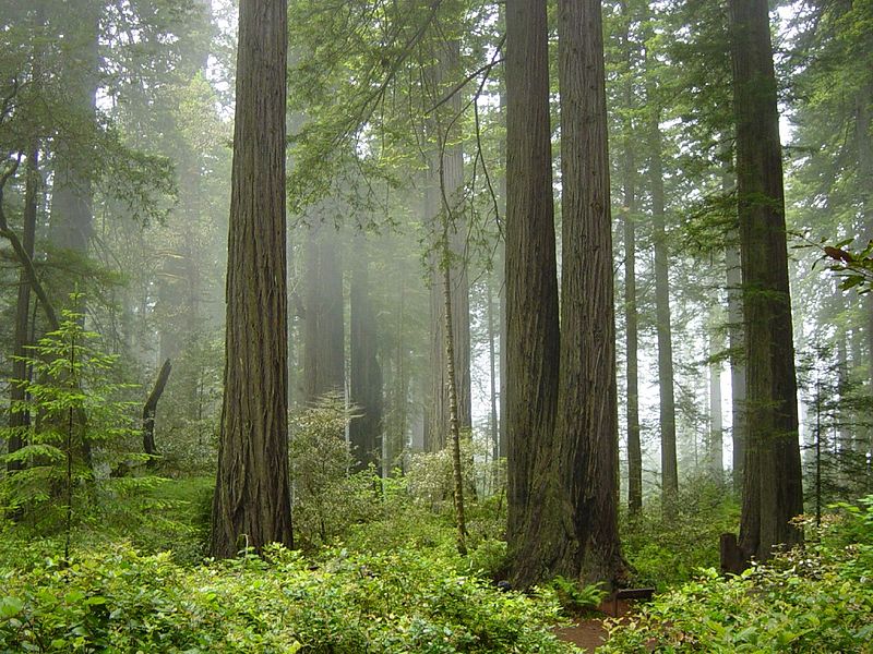 سيكويا الوطنية للغابات، كاليفورنيا، الولايات المتحدة