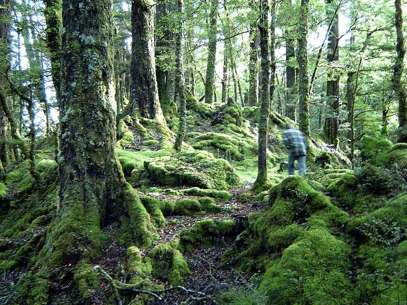 غابات فيورد، نيوزيلندا