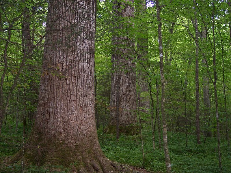 غابات تشياو آيسي جيرمو التذكارية، كارولينا الشمالية، والولايات المتحدة  