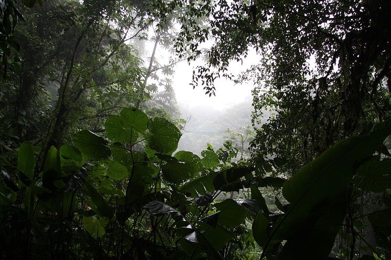 محمية مونتفيردي للغابات، كوستاريكا