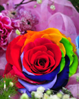 وردة ذات سبعة ألوان تستقبل عيد الحب