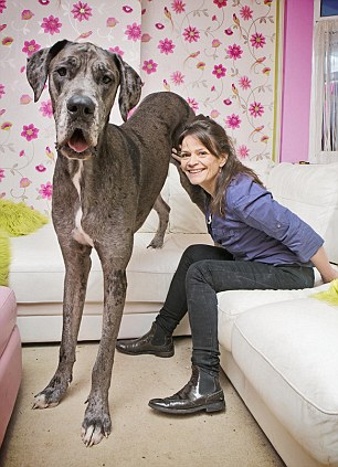 إمرأة بريطانية تعيش مع كلبين عملاقين يبلغ ارتفاعهما مترين تقريبا (2)