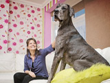 إمرأة بريطانية تعيش مع كلبين عملاقين يبلغ ارتفاعهما مترين تقريبا