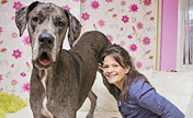 إمرأة بريطانية تعيش مع كلبين عملاقين يبلغ ارتفاعهما مترين تقريبا