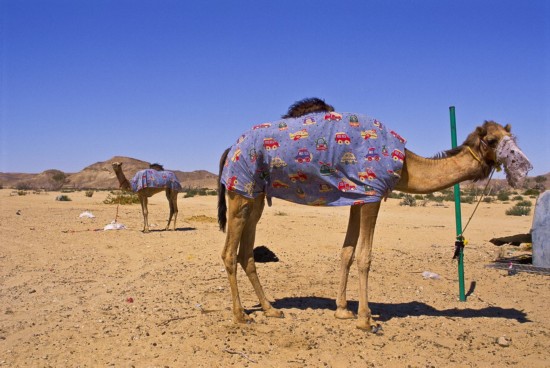 الحياة في الصحراء