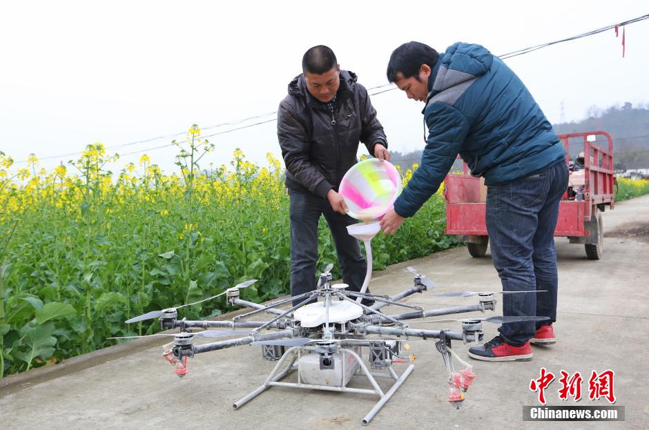 " مقاطعة سيتشوان تستخدم طائرة دون طيار لرش المبيدات  (2)