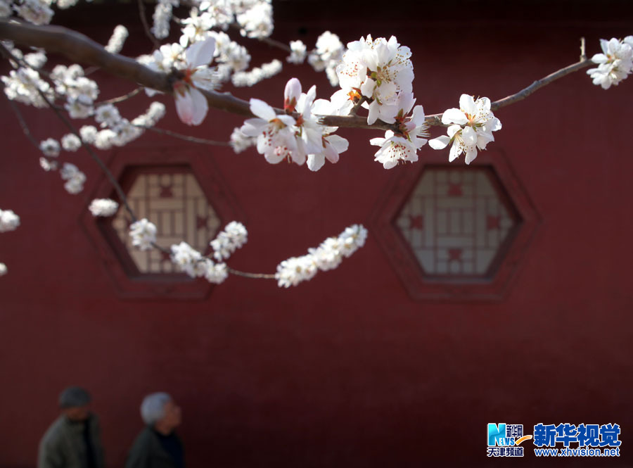 افتتاح الدورة الـ25 موسم أزهار الدراق  بمدينة تيانجين  (4)