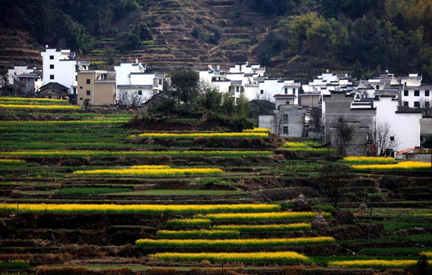 تفتح زهور الكانولا في مقاطعة جيانغشي  (6)
