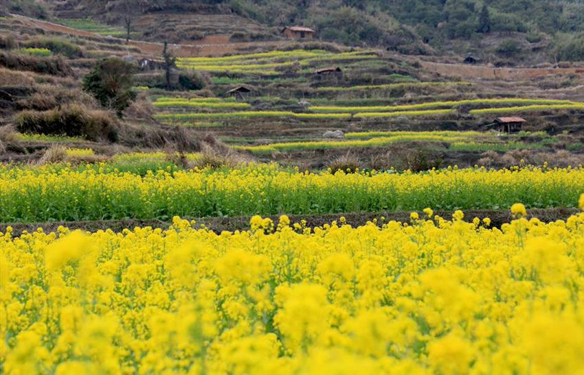 تفتح زهور الكانولا في مقاطعة جيانغشي  (5)