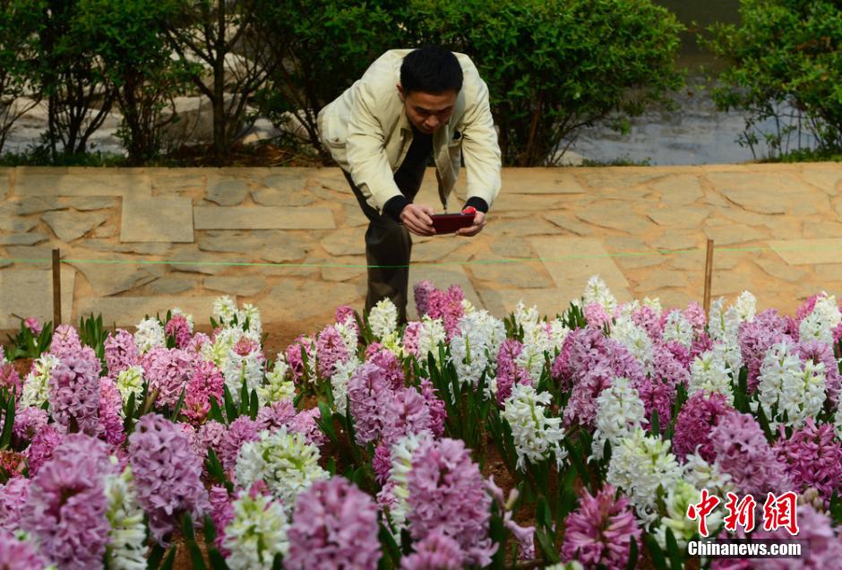 مقاطعة هونان تستقبل أفضل موسم للتمتع بمناظر الأزهار  (5)