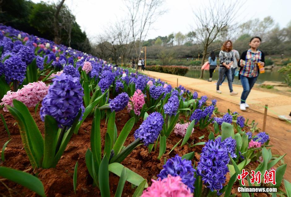 مقاطعة هونان تستقبل أفضل موسم للتمتع بمناظر الأزهار  (3)