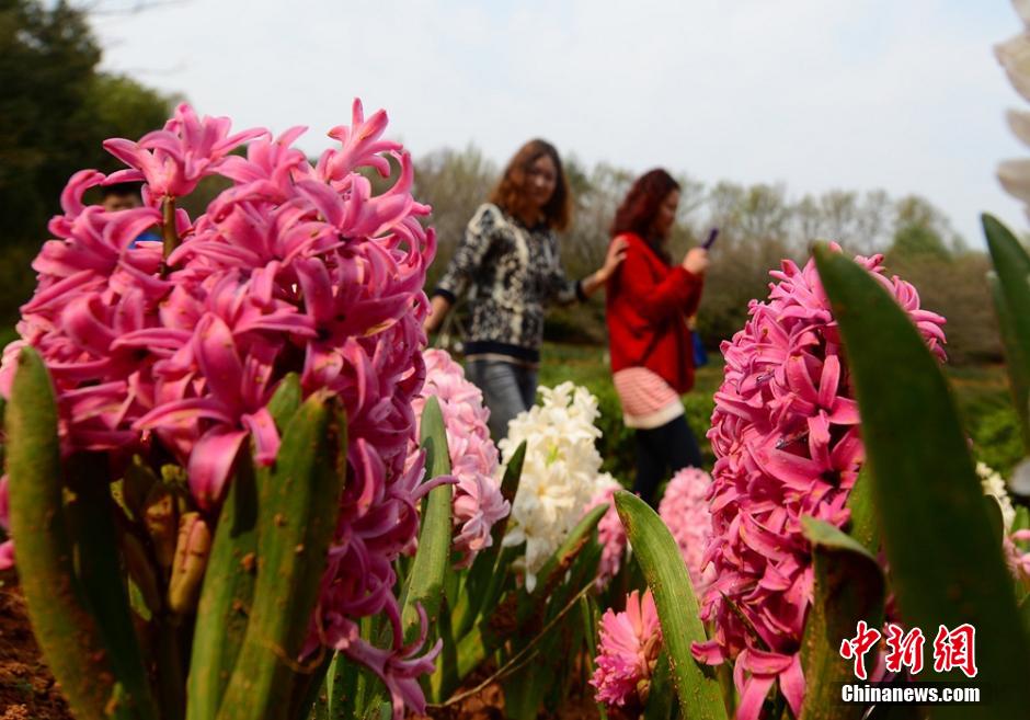 مقاطعة هونان تستقبل أفضل موسم للتمتع بمناظر الأزهار  (2)